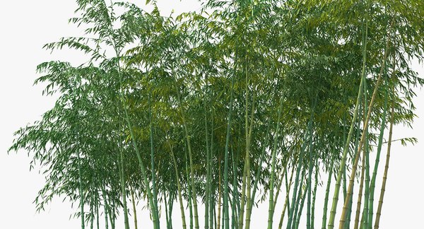 Bamboo grove 3D model - TurboSquid 1396501