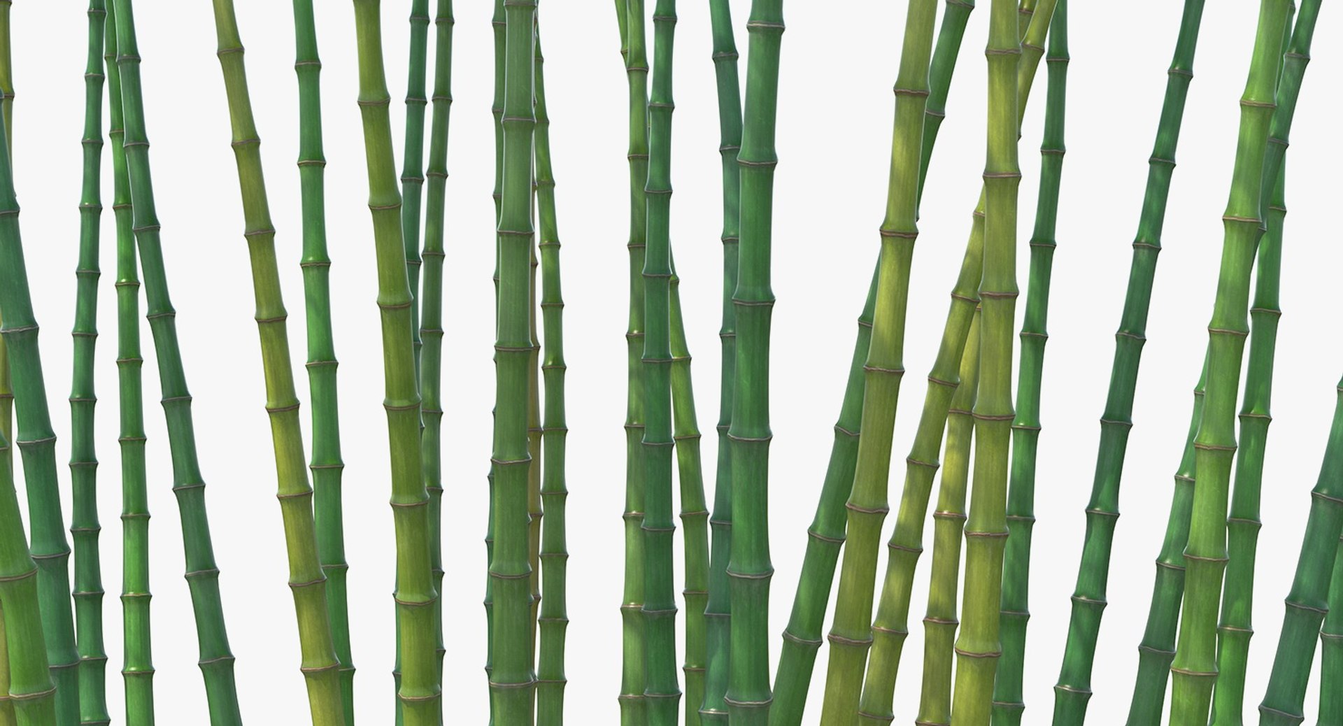 bamboo grove 3D model https://p.turbosquid.com/ts-thumb/b2/SDGPOC/YATrdpUB/bamboogrovemb3dmodel007/jpg/1554962356/1920x1080/fit_q87/cfe13d111b9134be8bac41d9cb1ec5220821800c/bamboogrovemb3dmodel007.jpg