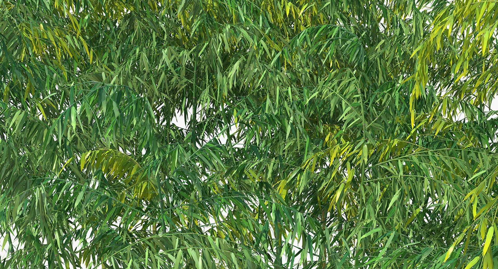 bamboo grove 3D model https://p.turbosquid.com/ts-thumb/b2/SDGPOC/vYMXac13/bamboogrovemb3dmodel011/jpg/1554962372/1920x1080/fit_q87/e5fd0fc07161c50b0a62cf5b8f01e4fef85261ba/bamboogrovemb3dmodel011.jpg