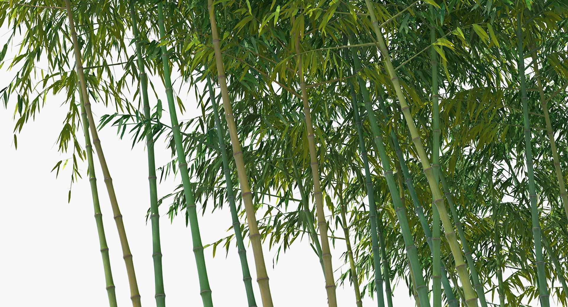 Bamboo grove 3D model - TurboSquid 1396501