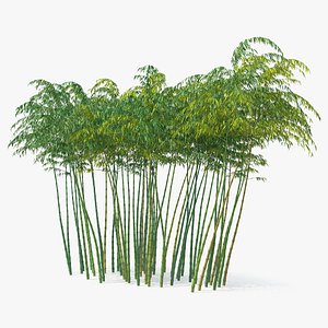 Bamboo Grove