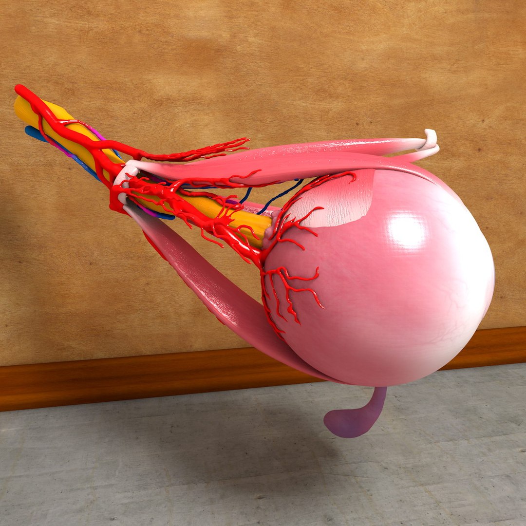 human eye 3d c4d https://p.turbosquid.com/ts-thumb/b2/a08Gcg/2EfKf23S/eyeball004_0016/jpg/1375700168/1920x1080/fit_q87/11a77040deb6d4a2e529078264066753b1f56eed/eyeball004_0016.jpg