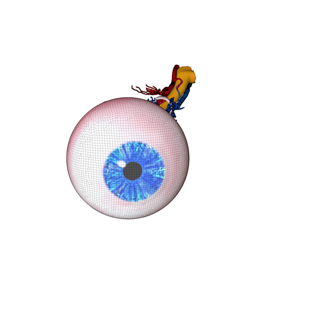 human eye 3d c4d https://p.turbosquid.com/ts-thumb/b2/a08Gcg/BzMzS4o3/eyeballmesh02/jpg/1375700211/1920x1080/turn_fit_q99/89c83e35dddbdb883885feeb253b6325cace1de0/eyeballmesh02-1.jpg