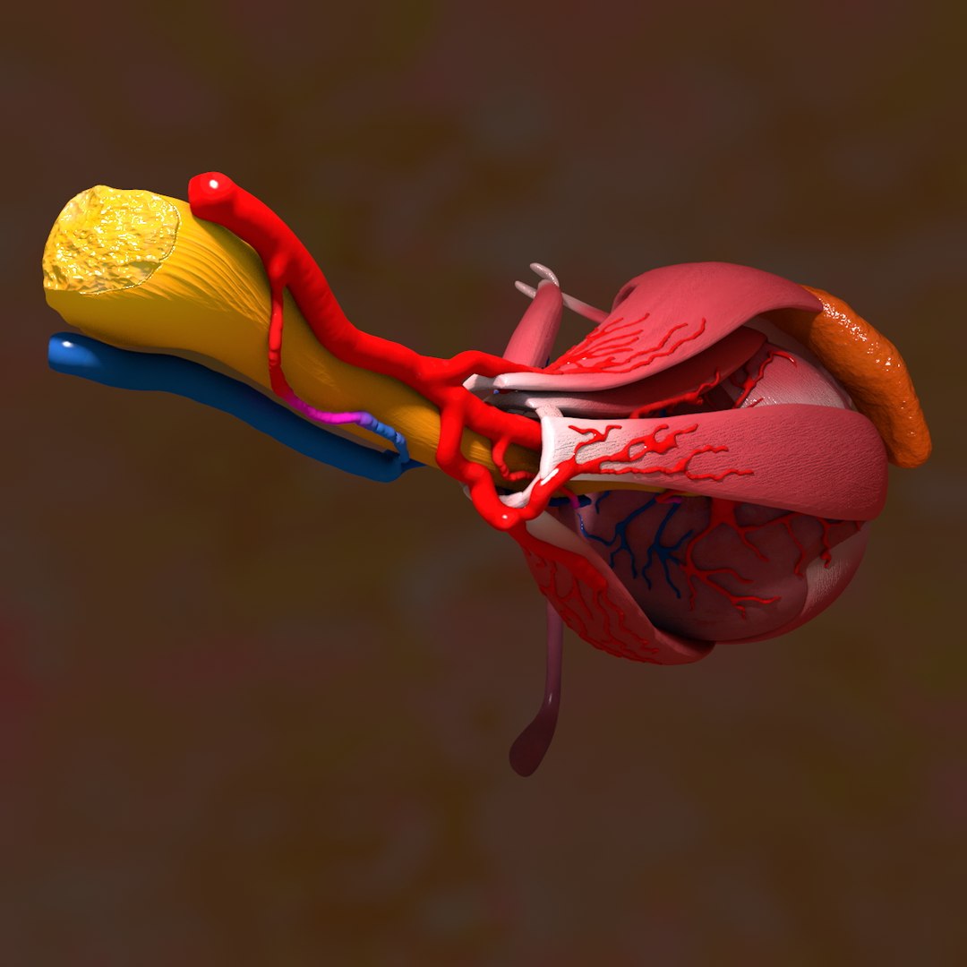 Human Eye 3d C4d