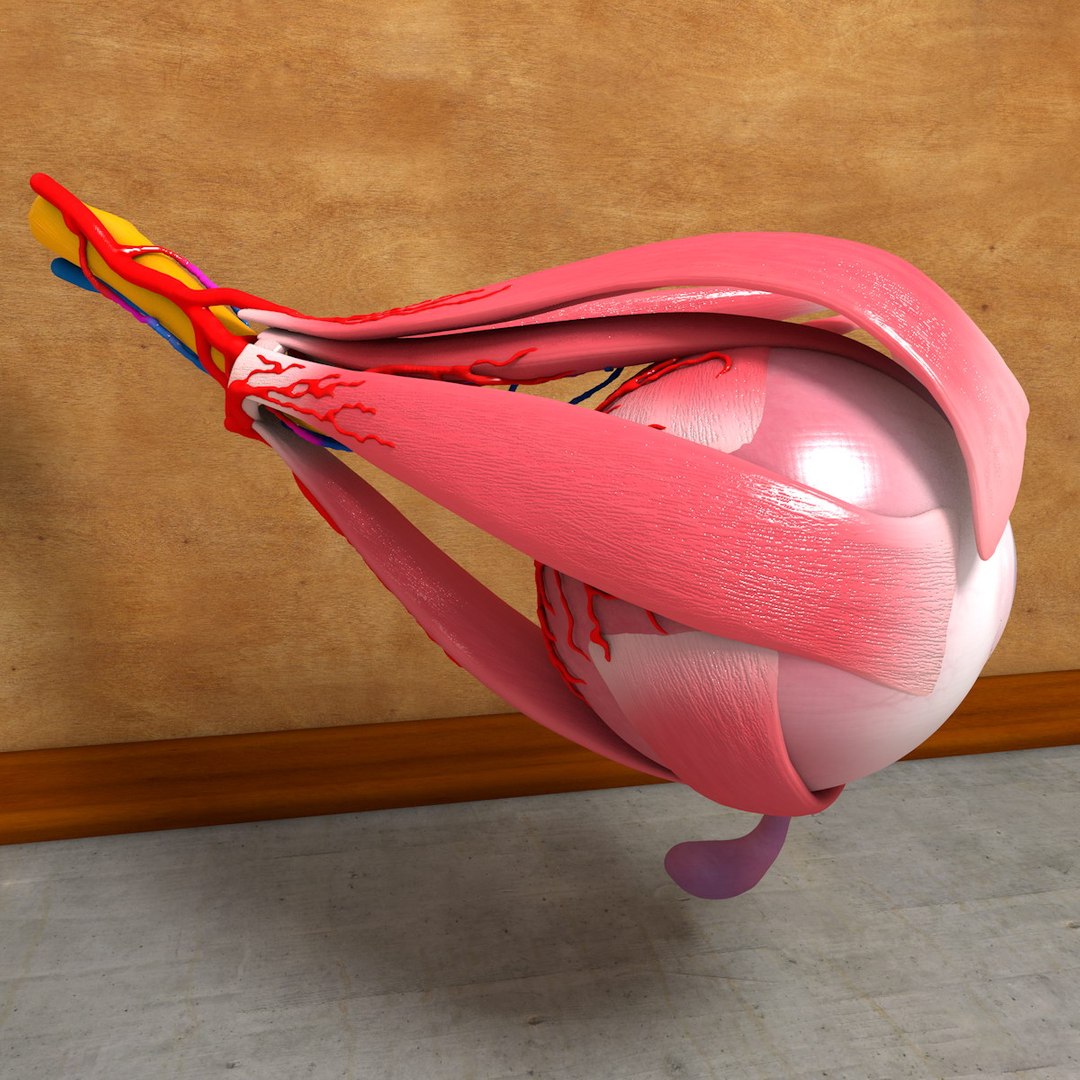 Human Eye 3d C4d