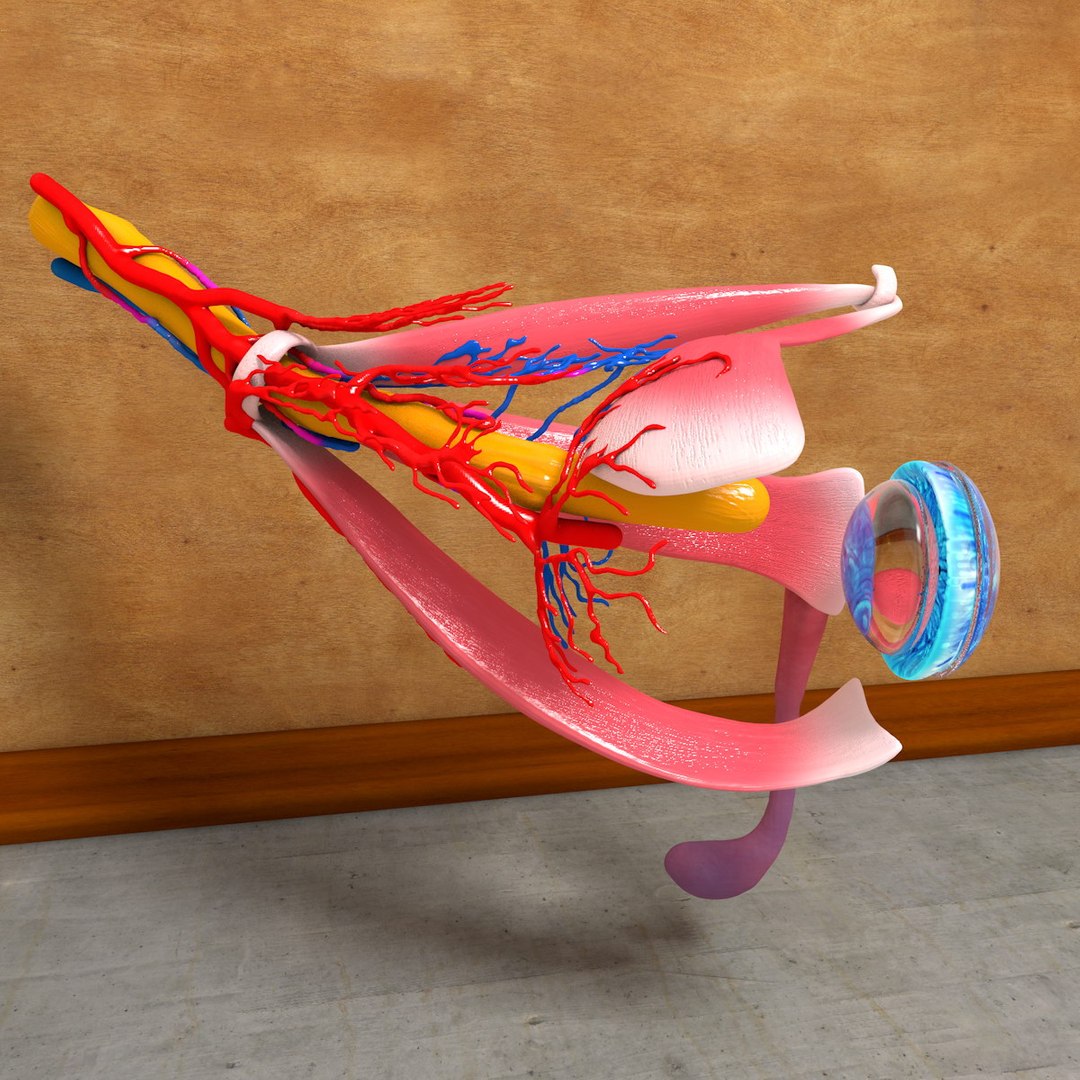 Human Eye 3d C4d