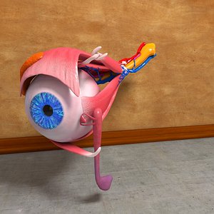 Human Eye Anatomy Muscles Organ Nerves