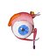 Human Eye Anatomy Muscles Organ Nerves