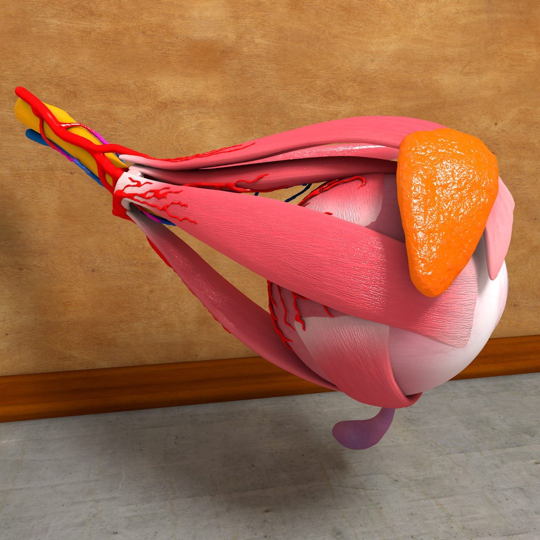 human eye 3d c4d https://p.turbosquid.com/ts-thumb/b2/a08Gcg/ZtT2ftid/eyeball001_0016/jpg/1375700167/1920x1080/fit_q87/8e9b98378580f9b43b322b729ac42ee6a5b4d7da/eyeball001_0016.jpg