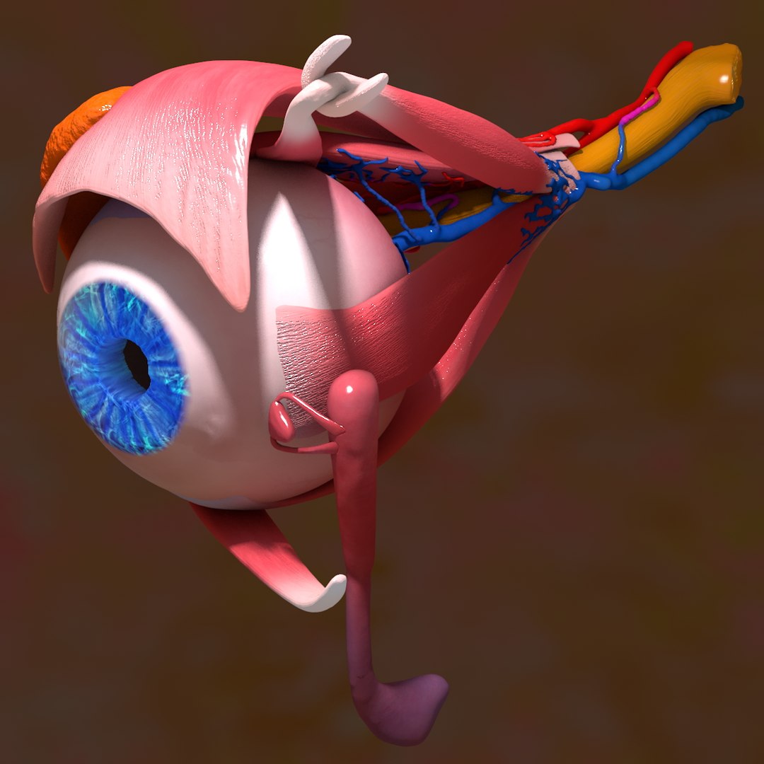 human eye 3d c4d https://p.turbosquid.com/ts-thumb/b2/a08Gcg/fOebMcH5/eyeball016_0069/jpg/1375700168/1920x1080/fit_q87/49f997d4feca77eb828e4229625ca6a6eed0062e/eyeball016_0069.jpg