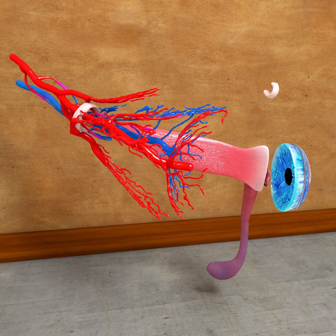 Human Eye 3d C4d