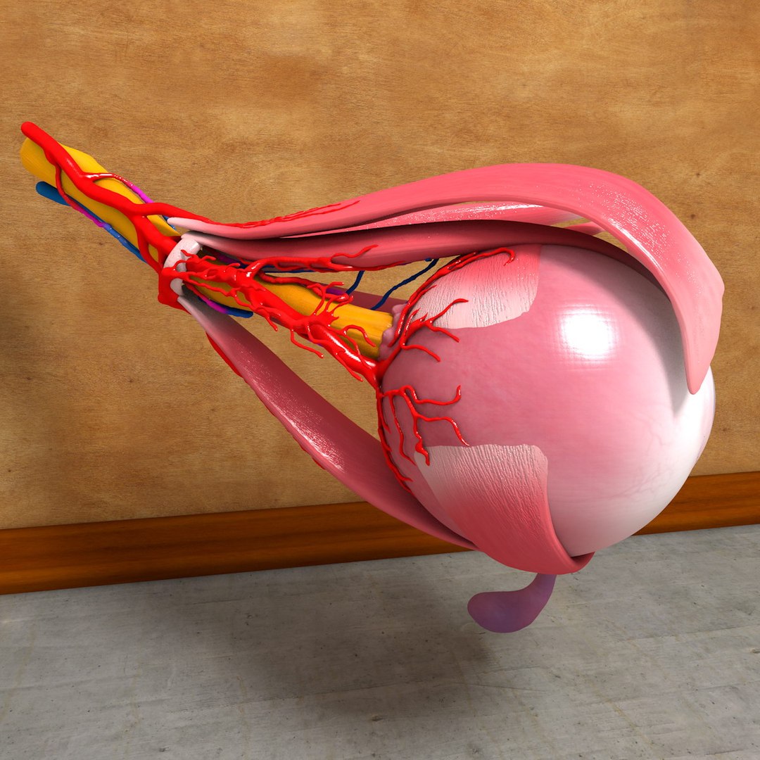 human eye 3d c4d https://p.turbosquid.com/ts-thumb/b2/a08Gcg/pXf4rAIk/eyeball003_0016/jpg/1375700168/1920x1080/fit_q87/999cccbd8eea137e47b26cdce784b50925d2ad78/eyeball003_0016.jpg