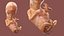 Human Fetus 12 Weeks Rigged for Maya
