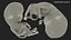 Human Fetus 12 Weeks Rigged for Maya