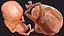 Human Fetus 12 Weeks Rigged for Maya