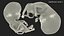 Human Fetus 12 Weeks Rigged for Maya