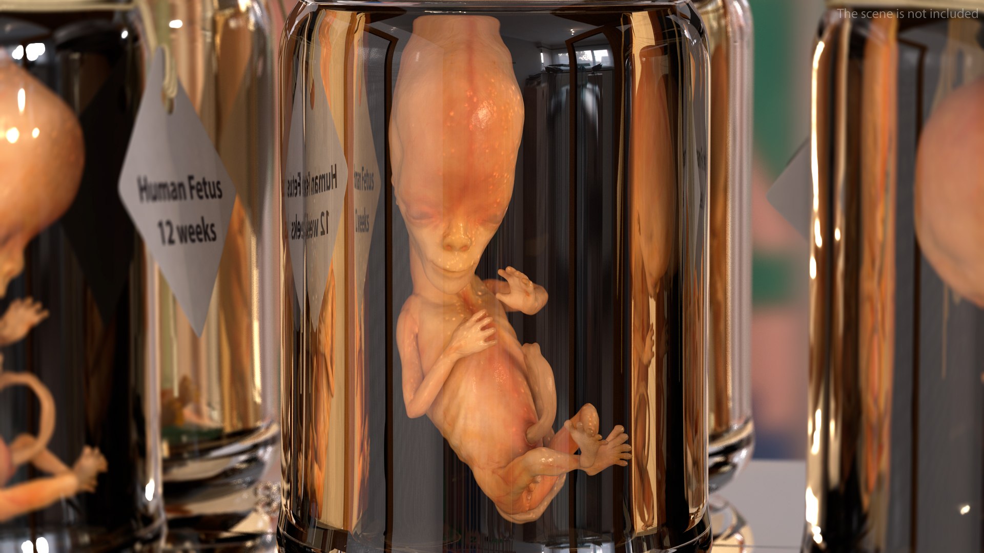 3D Human Fetus 12 Weeks Rigged for Maya model https://p.turbosquid.com/ts-thumb/b2/aRAUtP/D3/humanfetus12weeksrigged3dsmodel006/jpg/1606903943/1920x1080/fit_q87/fe2983f3e964cefdf10532274b45dadbcb3b7e74/humanfetus12weeksrigged3dsmodel006.jpg