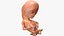 Human Fetus 12 Weeks Rigged for Maya