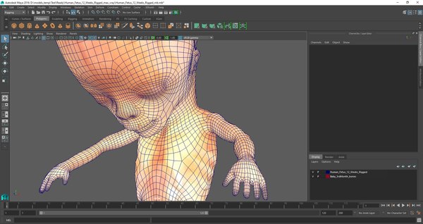 3D Human Fetus 12 Weeks Rigged for Maya model - TurboSquid 1718227