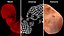 Human Fetus 12 Weeks Rigged for Maya
