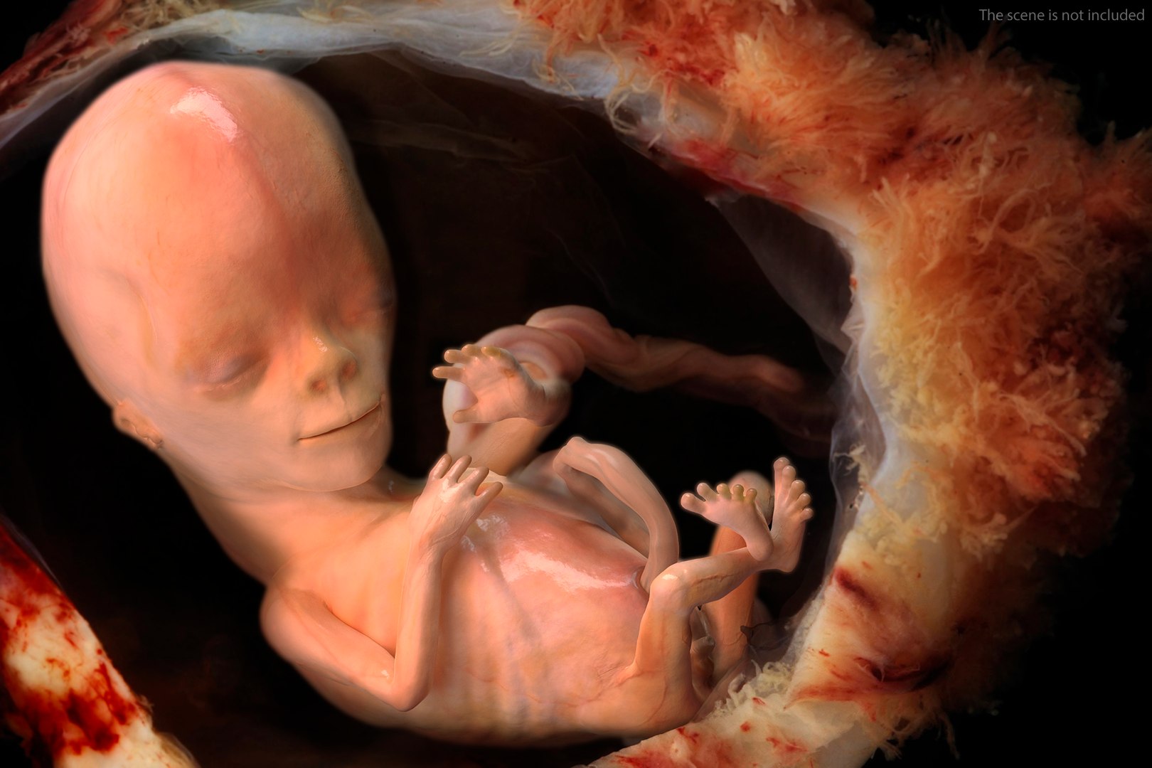 3D Human Fetus 12 Weeks Rigged for Maya model https://p.turbosquid.com/ts-thumb/b2/aRAUtP/fq/humanfetus12weeksrigged3dsmodel003/jpg/1606903907/1920x1080/fit_q87/fe3c16c408378bb22423efd1e18a0957122badca/humanfetus12weeksrigged3dsmodel003.jpg
