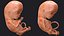 Human Fetus 12 Weeks Rigged for Maya