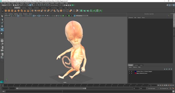 3D Human Fetus 12 Weeks Rigged for Maya model - TurboSquid 1718227