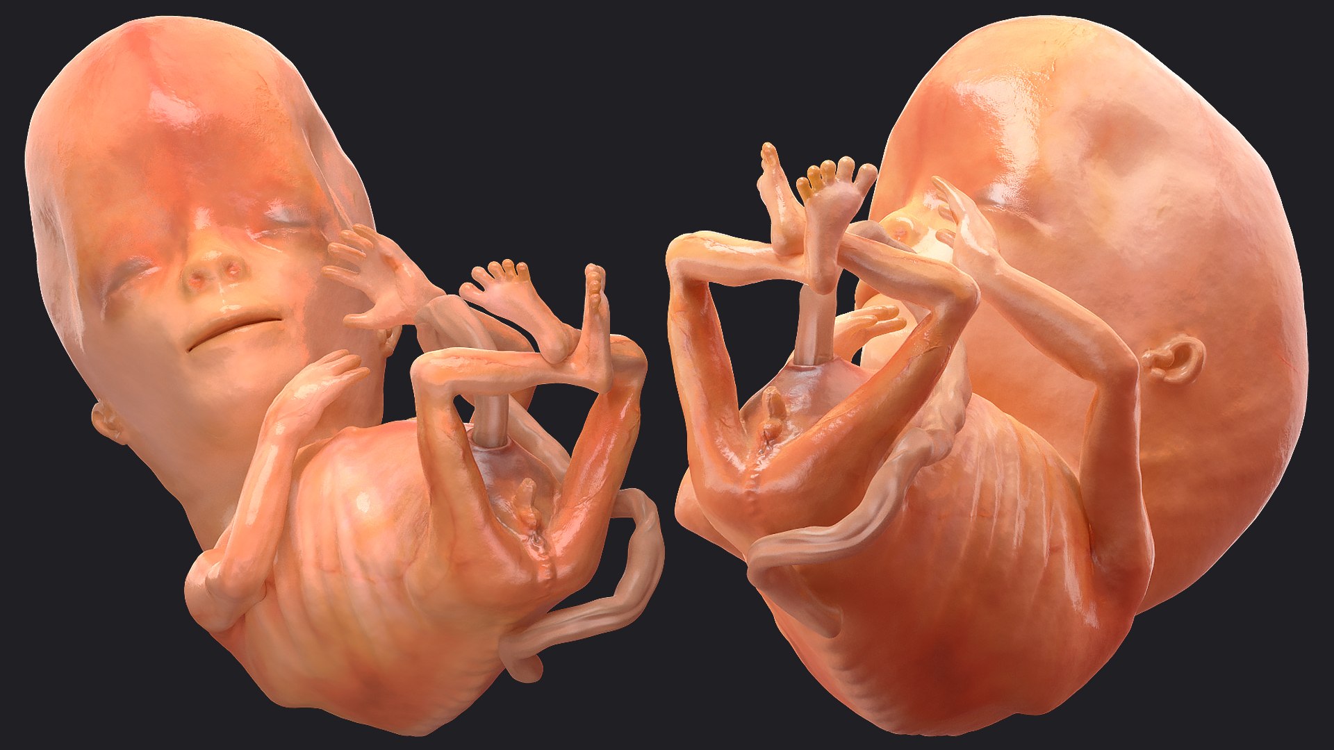 3D Human Fetus 12 Weeks Rigged for Maya model https://p.turbosquid.com/ts-thumb/b2/aRAUtP/qn/humanfetus12weeksrigged3dsmodel011/jpg/1606904009/1920x1080/fit_q87/3f56756c36574a553c6d6e0b985d1270490b7478/humanfetus12weeksrigged3dsmodel011.jpg