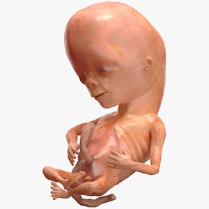 3D Human Fetus 12 Weeks Rigged for Maya model