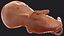 Human Fetus 12 Weeks Rigged for Maya