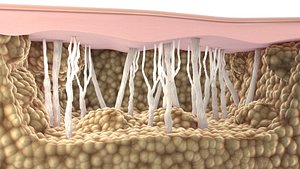 Collagen Fat Skin