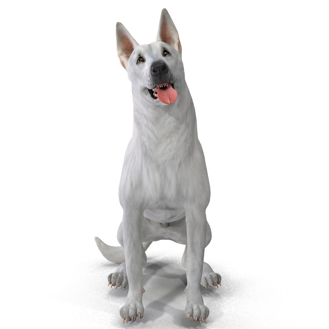 is the white shepherd legal in bolivia