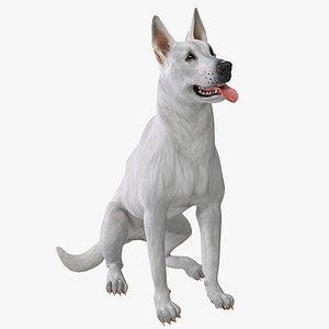 White Shepherd Dog Pose 4