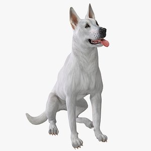 White Shepherd Dog Pose 4
