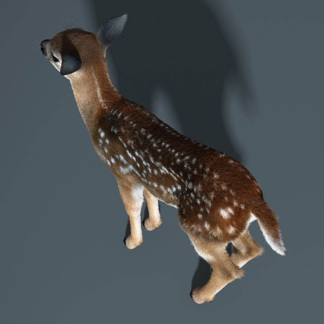 fawn baby deer fur 3d model https://p.turbosquid.com/ts-thumb/b3/J3Ajib/G7ZGbOtz/fawn_fur_rigged_06/jpg/1425464000/1920x1080/fit_q87/7806218211f1814bc649e6bd663b3618e4bfa0a5/fawn_fur_rigged_06.jpg