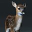Fawn(Baby Deer)(FUR)(RIGGED)
