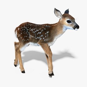 Fawn(Baby Deer)(FUR)(RIGGED)