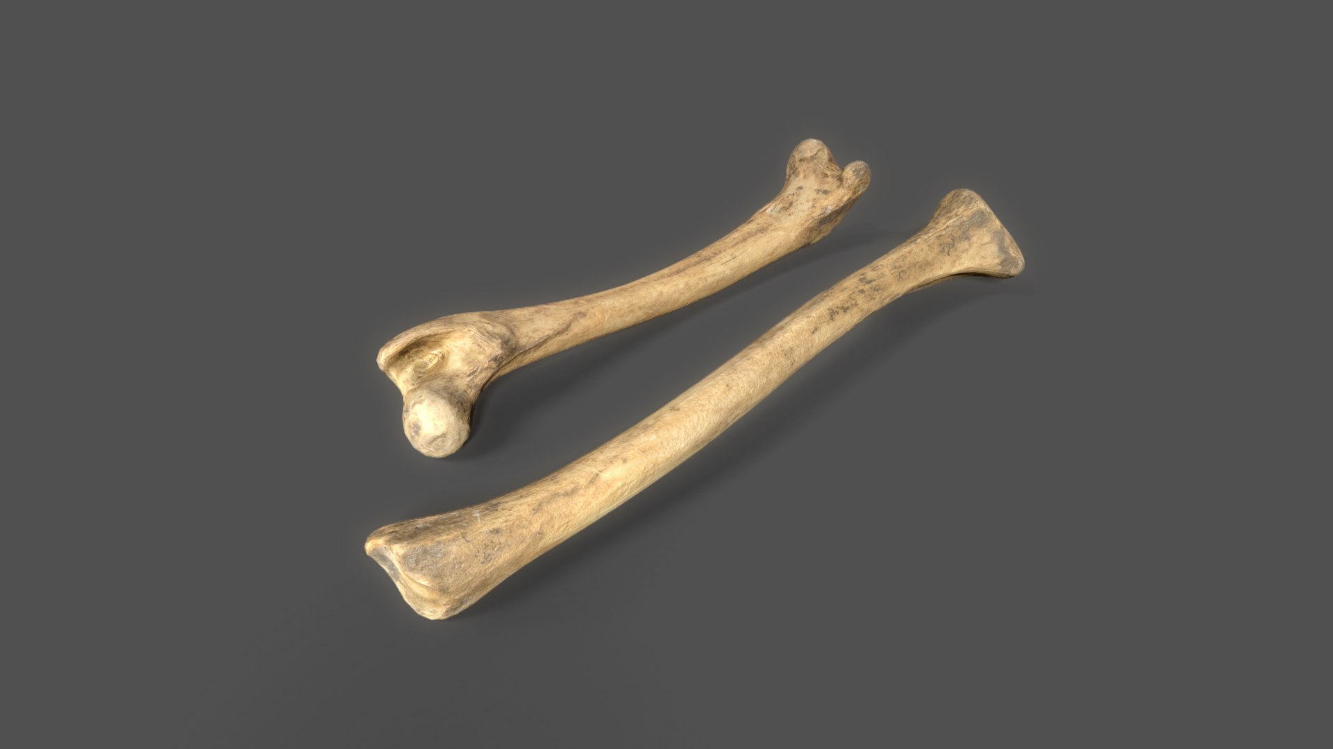 Bones Dog Legs PBR 8K Low-poly 3D Model - TurboSquid 2310389