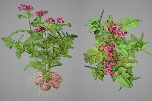 3D photorealistic potatoes