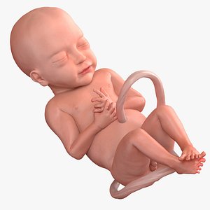 baby boy 28 weeks 3D model