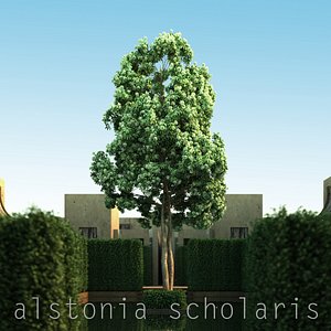 alstonia scholaris 3