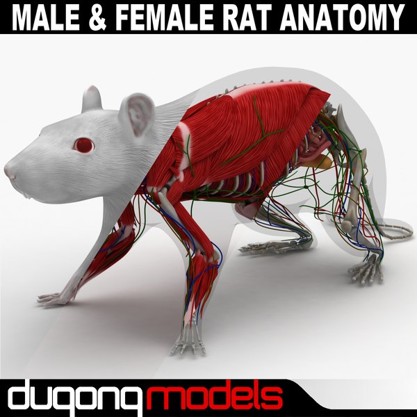 雄 雌ラットの解剖学的構造3dモデル Turbosquid