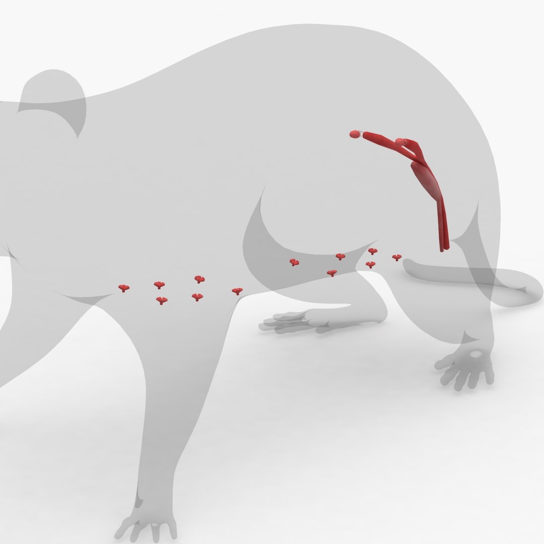 dugm01 rat anatomy male max https://p.turbosquid.com/ts-thumb/b3/hW5oN0/aWtJT5Zh/rat_anatomy_11/jpg/1408388828/1920x1080/fit_q87/128c9e6819c5ce75d860e9bb40ee8e905dc3652d/rat_anatomy_11.jpg