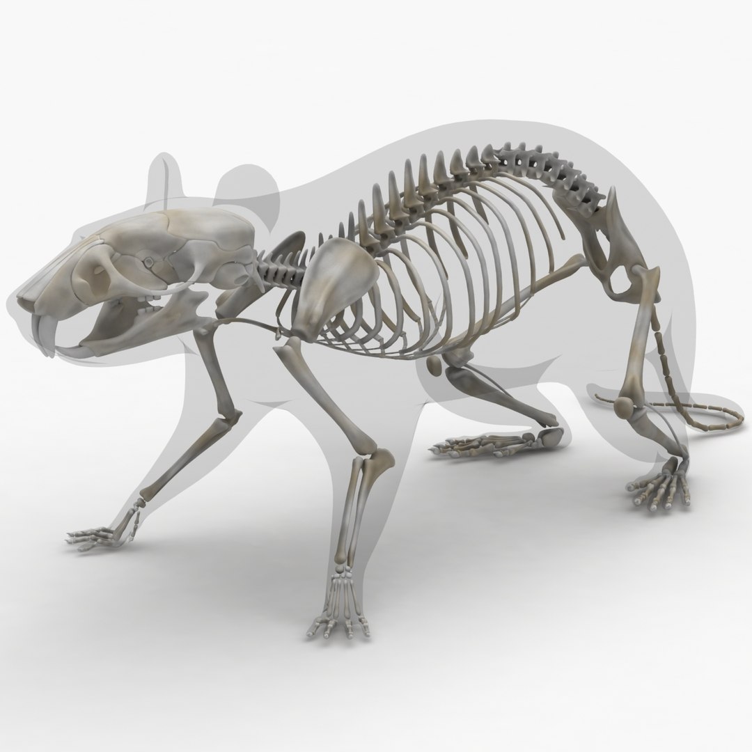 dugm01 rat anatomy male max https://p.turbosquid.com/ts-thumb/b3/hW5oN0/pmYA5vAo/rat_anatomy_02/jpg/1408388827/1920x1080/fit_q87/22e52bc286ea09d95479aade5c730742fe98aa1e/rat_anatomy_02.jpg
