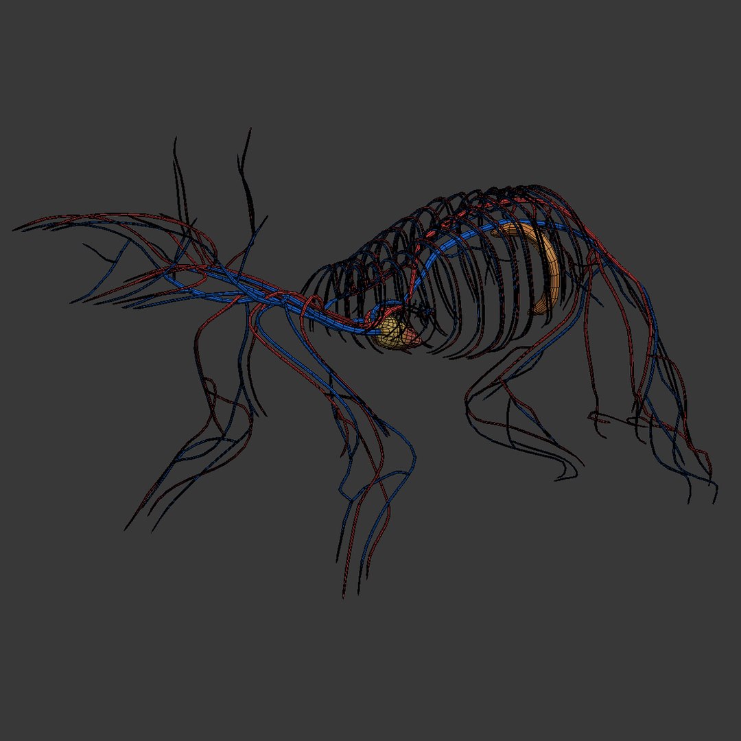 dugm01 rat anatomy male max https://p.turbosquid.com/ts-thumb/b3/hW5oN0/t1z6cSOv/rat_anatomy_24/jpg/1408388829/1920x1080/fit_q87/e414d48869b292358f1d1585068ebe61f5e8a21a/rat_anatomy_24.jpg