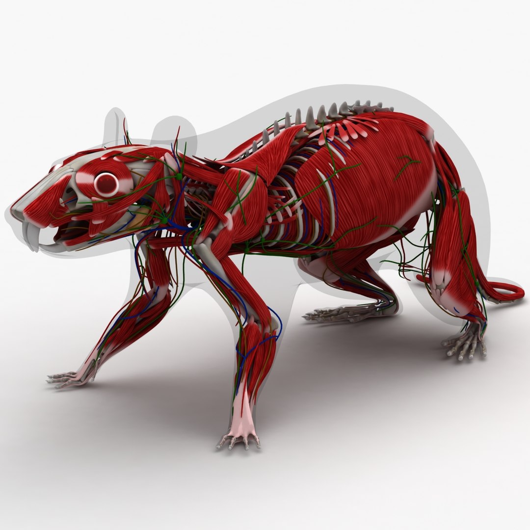 dugm01 rat anatomy male max https://p.turbosquid.com/ts-thumb/b3/hW5oN0/zTAZB9Wq/rat_anatomy_07/jpg/1408388827/1920x1080/fit_q87/efc7f9bfb4581ac5e9c2ac8b83e2b36f69e12827/rat_anatomy_07.jpg