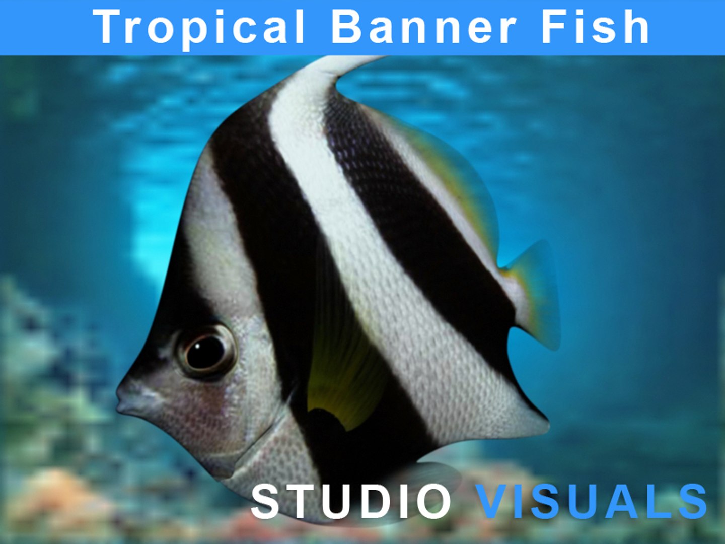 3d banner fish tropical model