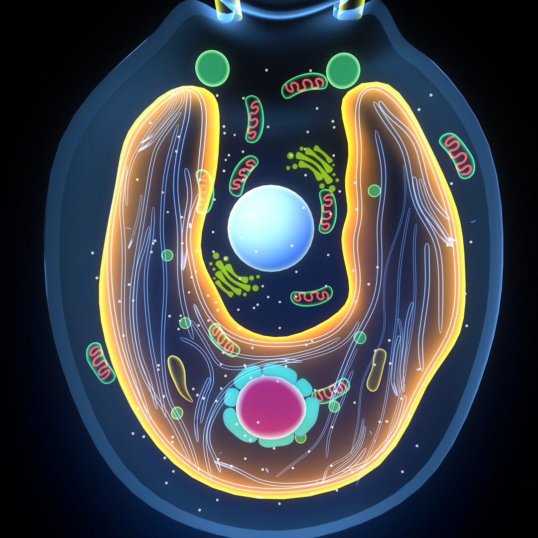 3d Model Chlamydomonas - Turbosquid 1838191