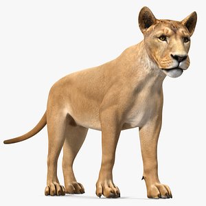 Young Lion Rigged 3D model