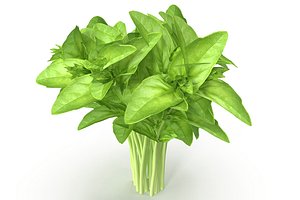 cinnamon basil 3D model